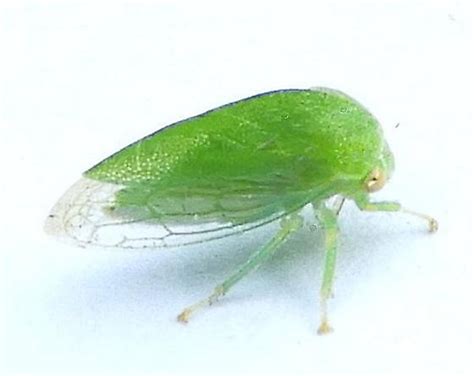 Pennsylvania Treehopper For Id Atymna Querci Bugguidenet