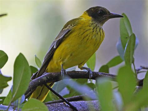 African Black-headed Oriole - eBird