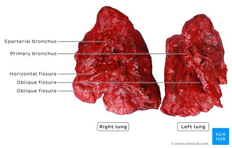 Bronchi: Anatomy, function and histology | Kenhub