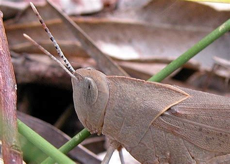 Slender Gum Leaf Grasshopper Goniaea Vocans