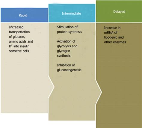 Various hormone functions of insulin. | Download Scientific Diagram