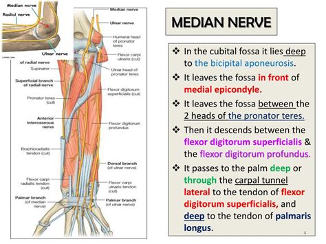 Median Nerve Anatomy