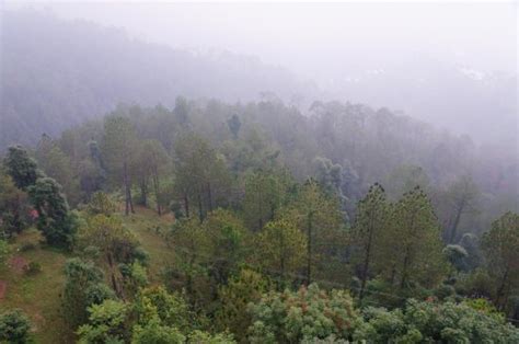 Chail Wildlife Sanctuary - 2020 All You Need to Know BEFORE You Go (with Photos) - Tripadvisor