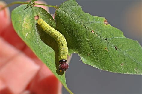 5th Instar Silver Spotted Skipper Larva Found On Hog Peanu Barb