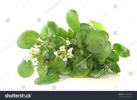 Water Cress Stock Photo 168760856 Shutterstock