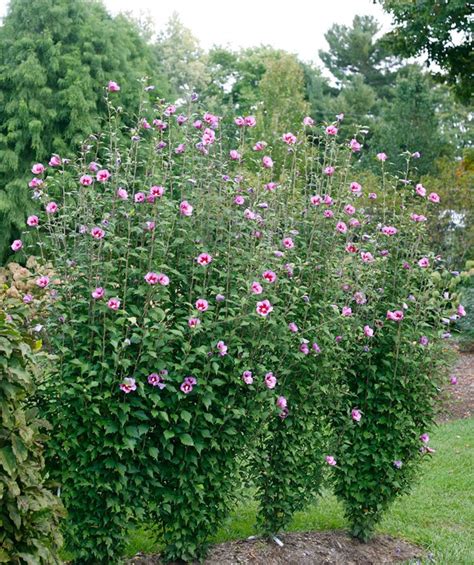 Landscape Shrub Of The Year Purple Pillar Hibiscus