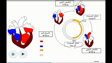 مراحل الدورة القلبية للثالثة إعدادي Youtube