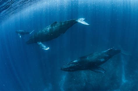 Baleen Whales - Animals Around The Globe