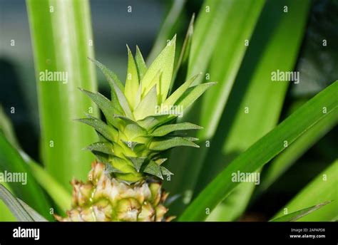 La corona de la pequeña piña Ananas Comosus fruto Fotografía de stock