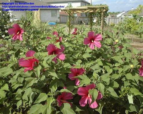 Plantfiles Pictures Hardy Hibiscus Rose Mallow Swamp Mallow Moy Grande Hibiscus Moscheutos