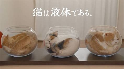 「ねこはどの角度から見てもかわいいとか言ったの、誰だ！」元保護猫を下から撮影したら衝撃の結果に ガールズちゃんねる Girls