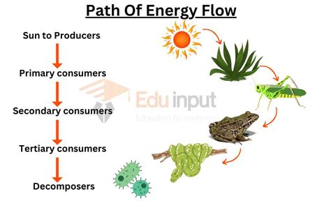 Energy Flow In Ecosystem