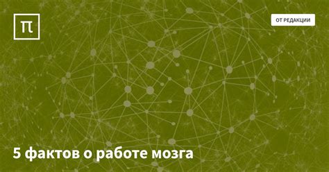 5 фактов о работе мозга — все самое интересное на ПостНауке