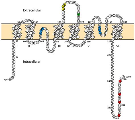 Ijms Free Full Text Aqp2 Plasma Membrane Diffusion Is Altered By