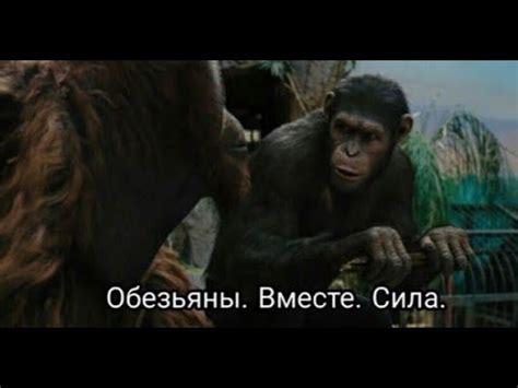Обезьяны вместе сила - YouTube