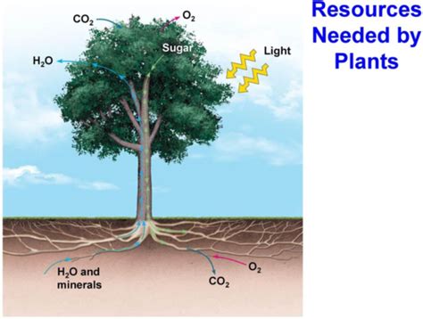 Resource Acquisition And Transport Flashcards Quizlet