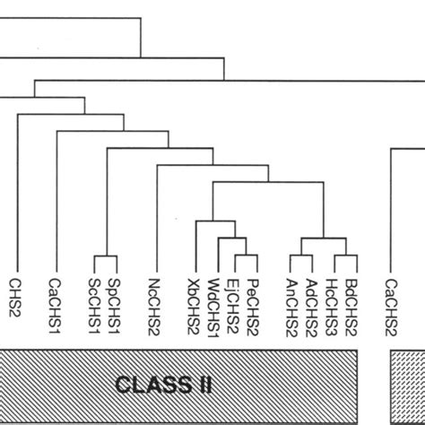 Unweighted Pair Group Method Using Arithmetic Averages UPGMA