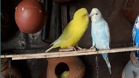 Budgies Pair Ready For Laying Eggs Budgies Matting For Laying Eggs