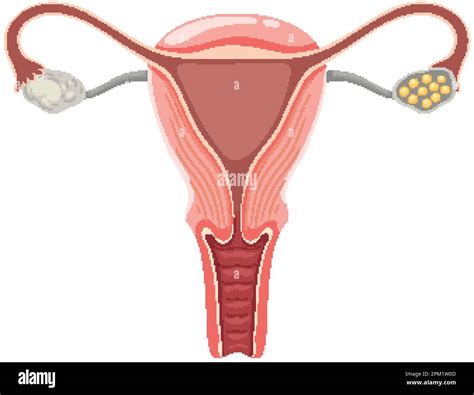 Los ovarios anatomía Imágenes vectoriales de stock Alamy