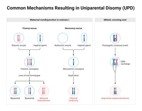 Common Mechanisms Resulting in Uniparental Disomy (UPD) | BioRender ...