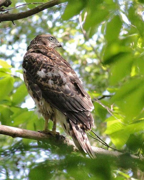 BirdsEye Photography: Review Photos