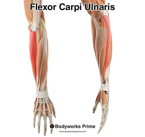 Flexor Carpi Ulnaris Muscle Anatomy Bodyworks Prime