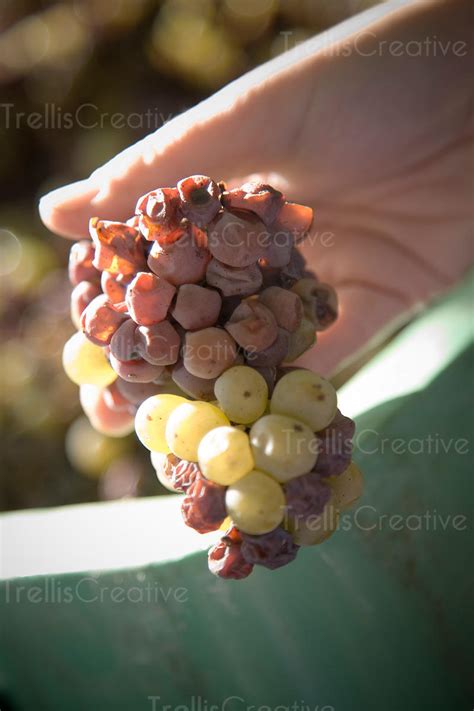 Image Holding A Cluster Of Chardonnay Grape Cluster With Botritis High