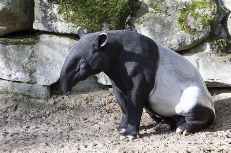 Tapirus_indicus