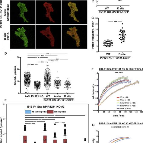 Functional Comparison Of Rac Binding Sites In Mouse And Dictyostelium