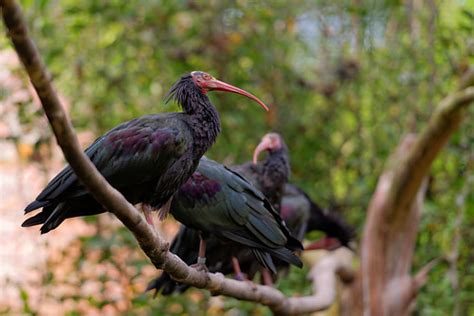 Saving the Northern Bald Ibis. Birecik, Turkey - Travel To Eat