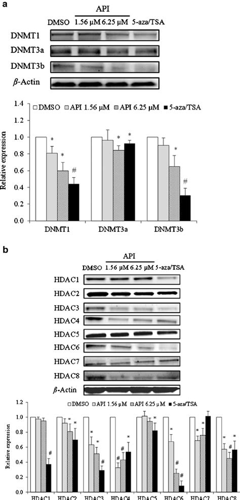 API Changes The Expression Of DNMT And HDAC Proteins A B Protein