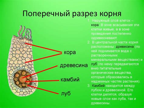 Клеточное строение корня - презентация онлайн