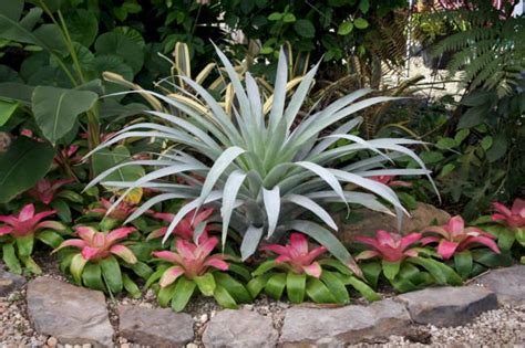 Bromeliad Alcantarea Odorata Silver Beauty Bromeliads Landscaping