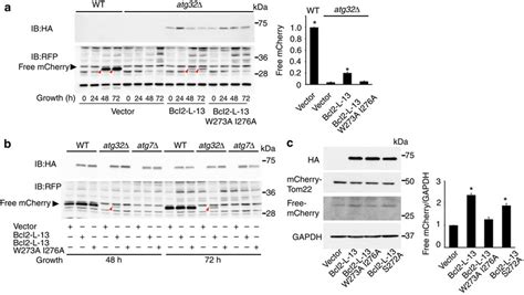 Bcl2 L 13 Can Substitute For Atg32 To Induce Mitophagy Ab Yeast