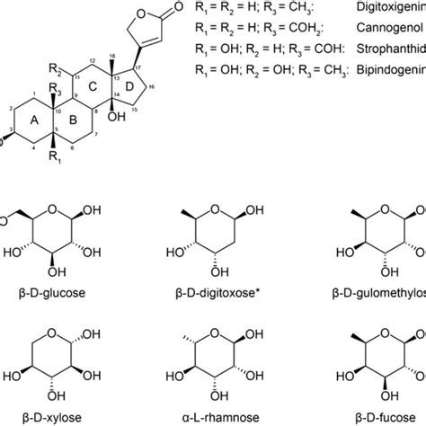 Biosynthesis of cardenolides. Predicted steps in the biosynthesis of... | Download Scientific ...