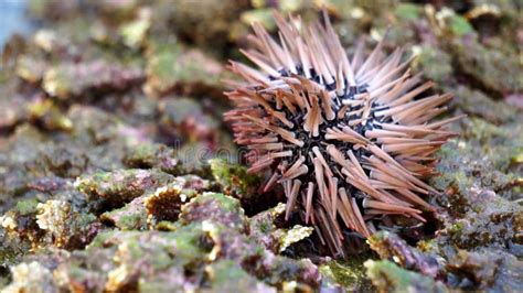 Bulu Babi Echinoidea Or Landak Laut Vs Starfish Bintang Laut