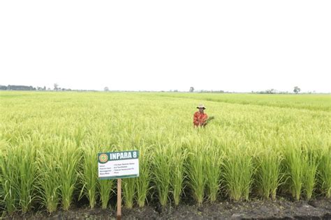 Menilik Manfaat Besar Air Dan Alsintan Dalam Pertanian