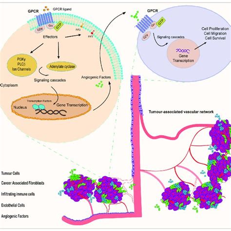 G Protein Coupled Receptors Gpcrs Classification The International Download Scientific