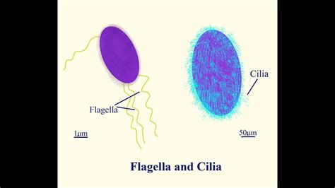 Cilia And Flagella Grknowledgegain Youtube