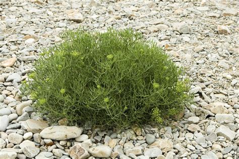 Sea Fennel Uses In Gardens - How To Grow Sea Fennel Plants | Gardening ...