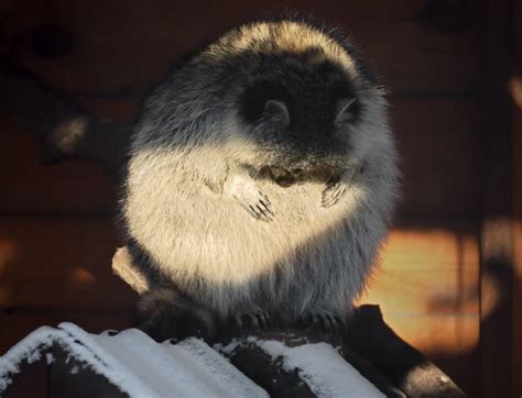 Praying Raccoon Stock Photos Free And Royalty Free Stock Photos From