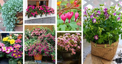 18 Shade Plants for Pots that Brighten Up Your Garden