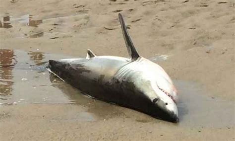 Beached Great White Shark