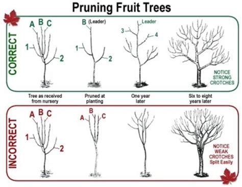 How To Prune Fruit Trees