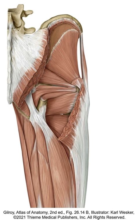 Posterior Gluteal Region Diagram Quizlet