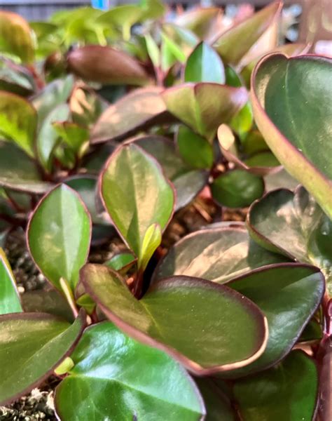 Peperomia Red Margin Echuca Moama Plant Farm