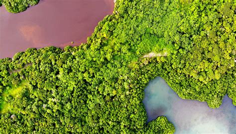 Mangroves From Above Mangrove Photography Awards Print Mangrove