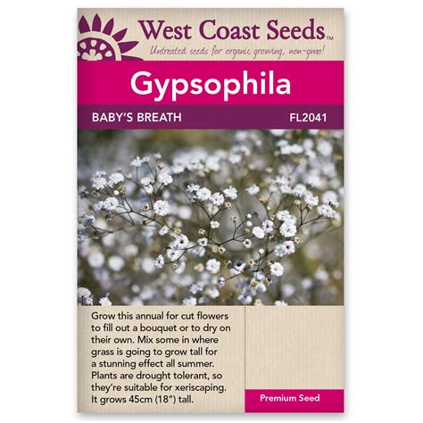 Wc Gypsophila Babys Breath Golden Acre Home And Garden