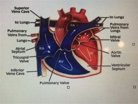 Cardiovascular System Flashcards Quizlet