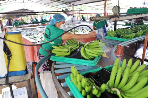 Ecuador Exportaciones De Banano Generan Usd Millones En Meses